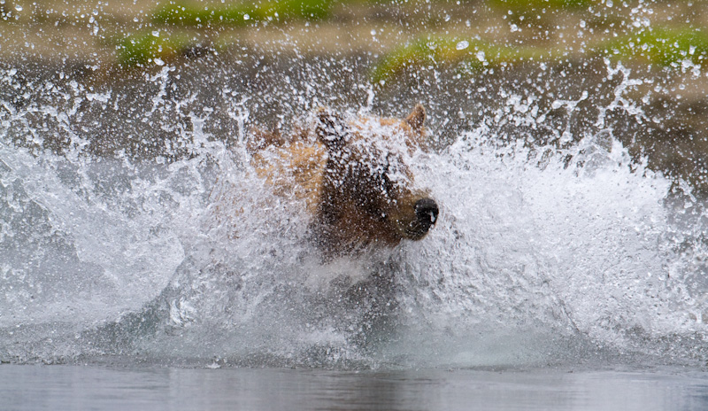 Grizzly Bear Chasing Salmon